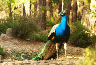 Tavuskuşu tüylü portresi