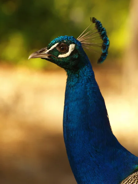 Portrait of  peacock with feathers out — Stock Photo, Image