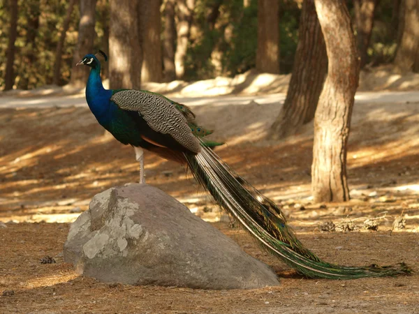 Portrait of  peacock with feathers out — Stock Photo, Image