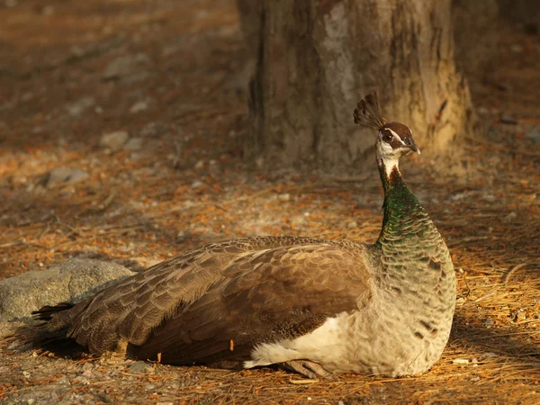 Peacock female — Stock Photo, Image