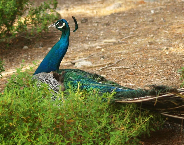 Portrait of  peacock with feathers out — Stock Photo, Image
