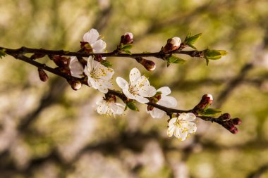 Baharda çiçekler beyaz kayısı ağacı 
