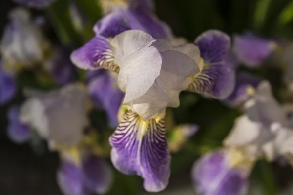 Iris çiçek çiçeklenme yaz saati — Stok fotoğraf