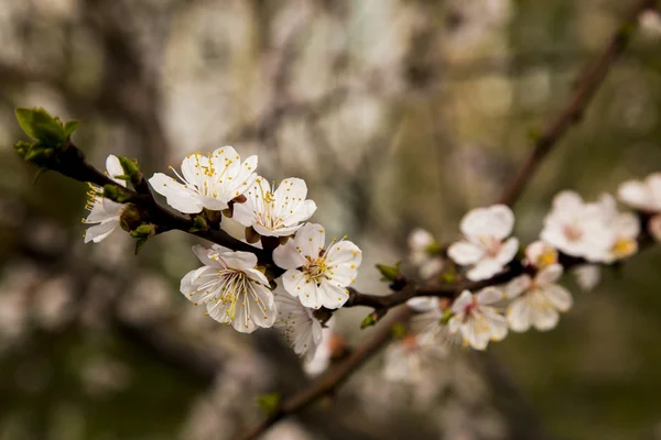 White apricot tree flowers in spring — Stock Photo, Image