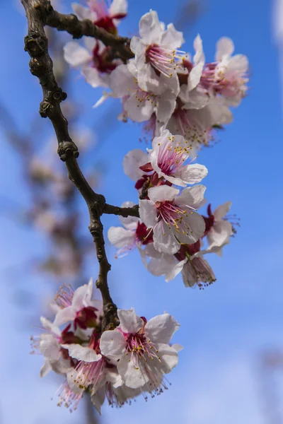 White apricot tree flowers in spring on a blue background — Stock Photo, Image