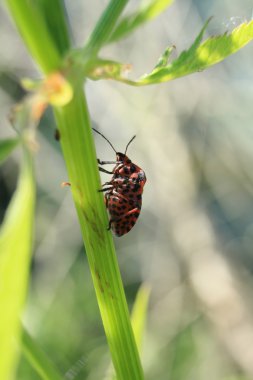 Graphosoma lineatum çimen üzerinde