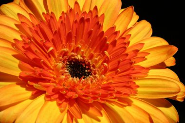 Bir buket pembe gerbera