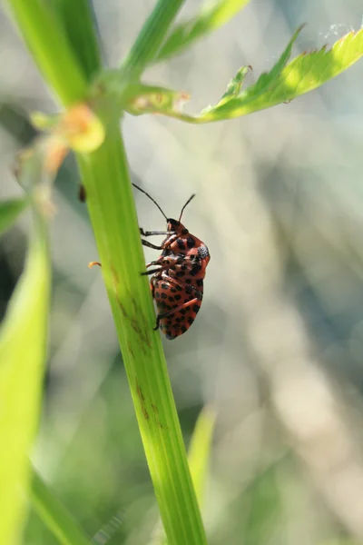 Graphosoma factum on blage of grass — стоковое фото