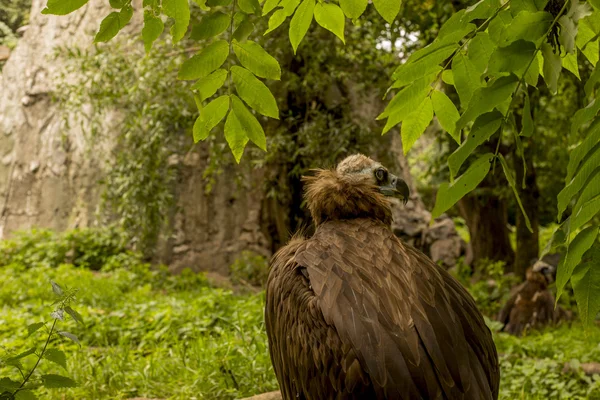 A black vulture on the background — Stock Photo, Image