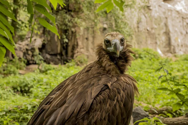 A black vulture on the background — Stock Photo, Image