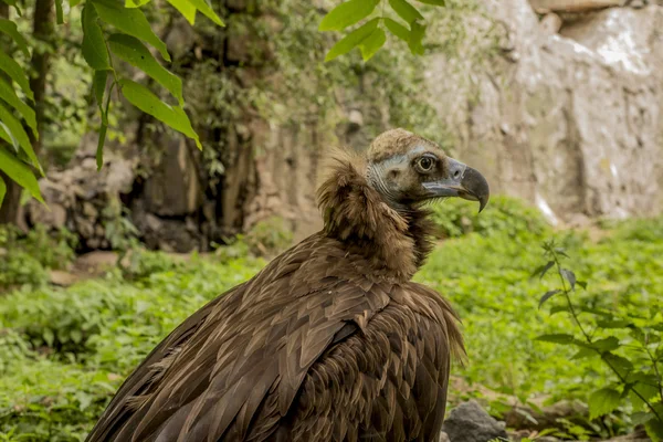 A black vulture on the background — Stock Photo, Image