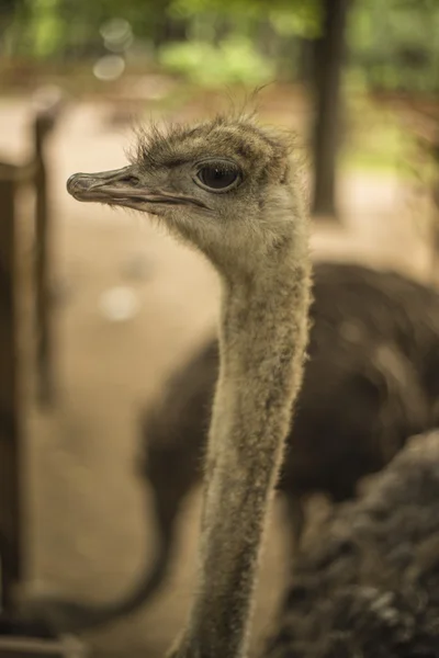 Portrait of an ostrich on a farm — Stock Photo, Image