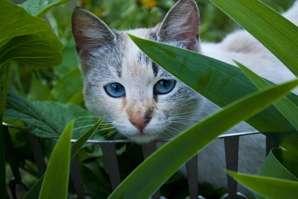 Gato com olhos azuis escondidos na grama — Fotografia de Stock