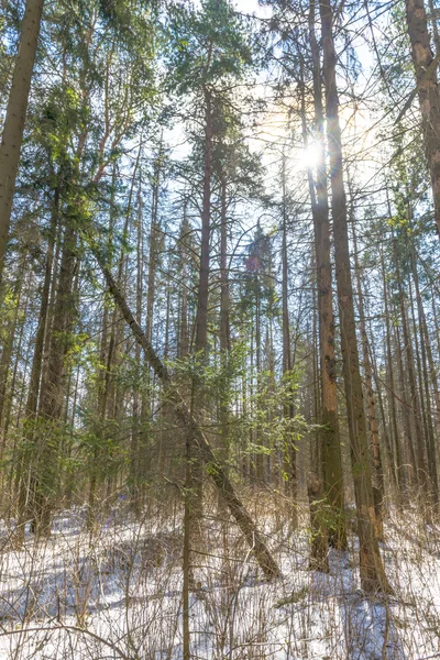 Coniferous trees in spring forest — Stock Photo, Image