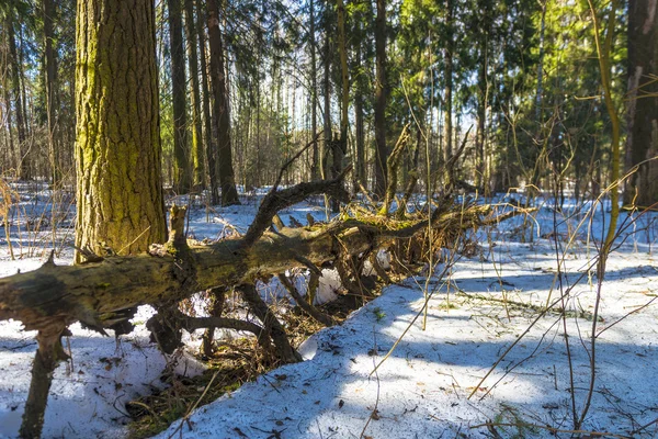 Nadelbäume im Frühlingswald — Stockfoto