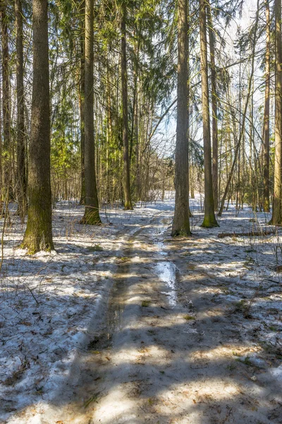 Coniferous trees in spring forest — Stock Photo, Image