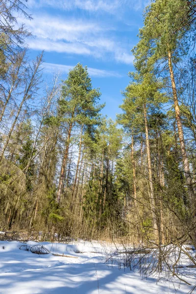 Jehličnaté stromy v lese na jaře — Stock fotografie