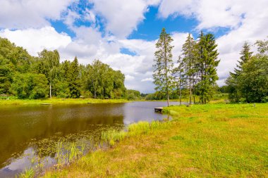 Açık bir yaz gününde huş ağaçlarıyla dolu bir Rus köyündeki göletin kıyısında..