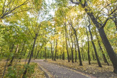 Patika sonbahar park. Sarı ağaçları ile orman