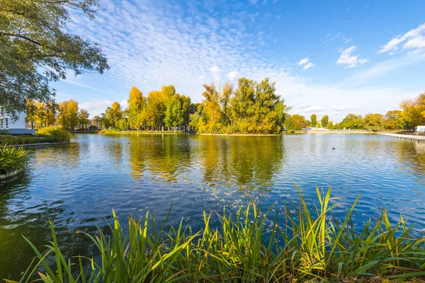 Laghetto nel parco autunnale. Alberi gialli su uno sfondo cielo limpido. Giorno pieno di sole — Foto Stock