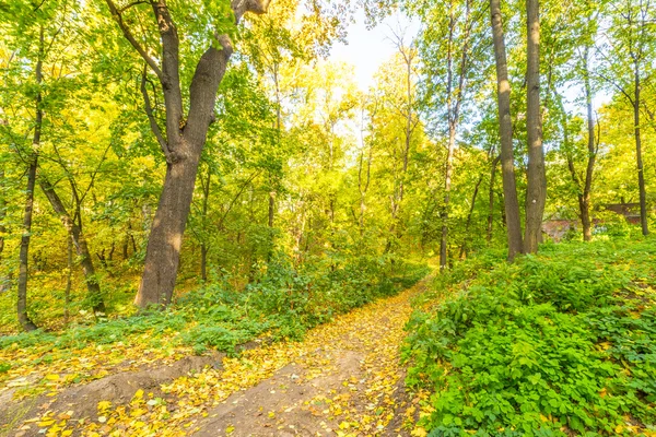 Patika sonbahar park. Sarı ağaçları ile orman — Stok fotoğraf