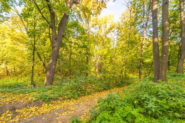 Fußweg im Herbstpark. Wald mit gelben Bäumen — Stockfoto