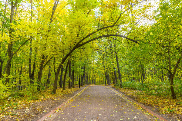 Footpath in autumn park. Forest with yellow trees