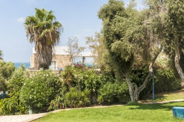 Jaffa İsrail'in Çiçek Bahçe