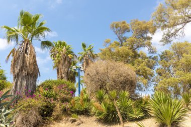 Jaffa İsrail'in Çiçek Bahçe
