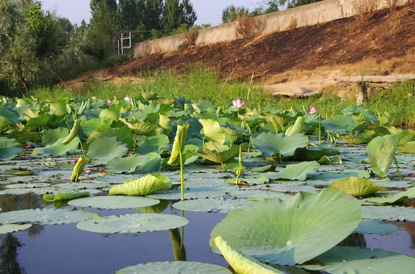 Campo de lótus em Caxemira — Fotografia de Stock