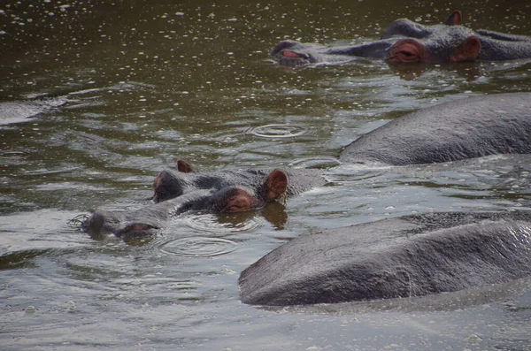 Hipopótamo Parque Serengeti Tanzania — Foto de Stock