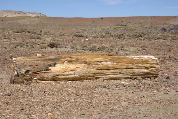 Versteend hout in Patagonië — Stockfoto