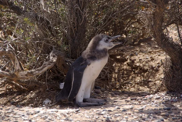 Pingüino magallánico en la Patagonia —  Fotos de Stock