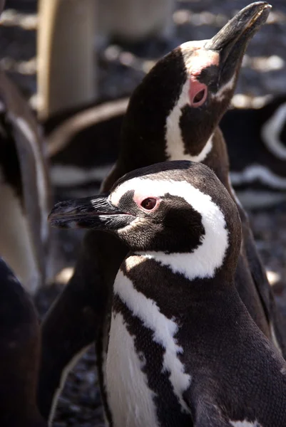 アルゼンチンのパタゴニアのマゼラン ペンギン — ストック写真