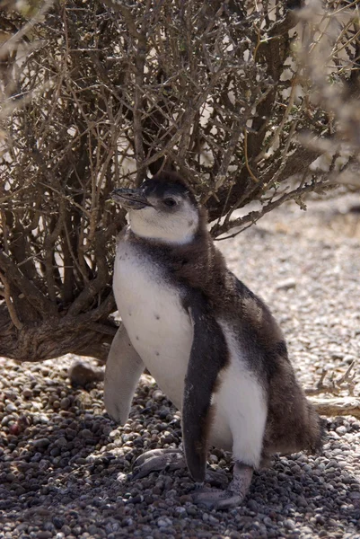 Magellanska pingvin i Patagonien, Argentina — Stockfoto