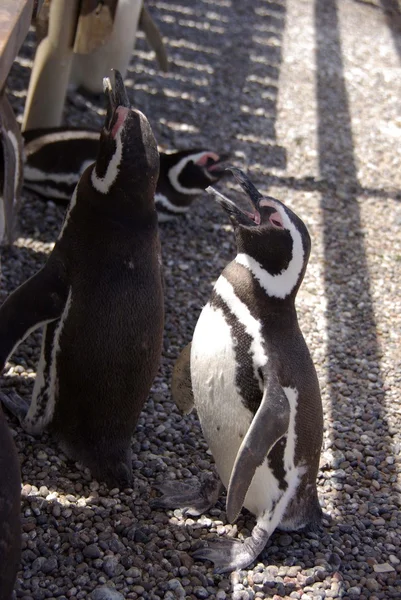 Magellanic penguin in Patagonia, in Argentina — Stock Photo, Image