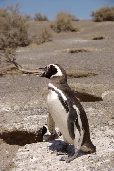 Pingüino magallánico en la Patagonia —  Fotos de Stock