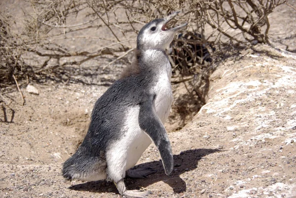 Magellanic penguin in Patagonia — Stock Photo, Image