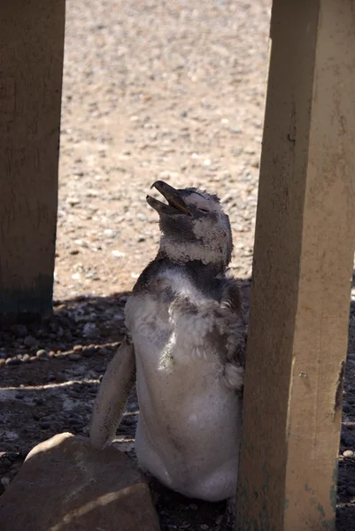 パタゴニアのマゼラン ペンギン — ストック写真