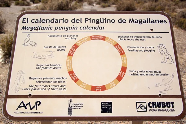 Macellan pengueni takvim Patagonya ' — Stok fotoğraf