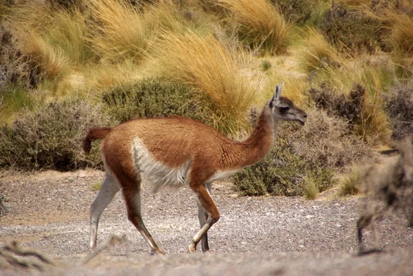 Guanaco in Patagonien — Stockfoto