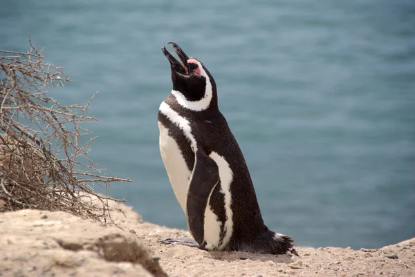 Magellanska pingvin i Patagonien — Stockfoto