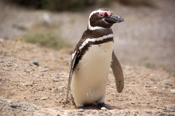 Magellanska pingvin i Patagonien — Stockfoto