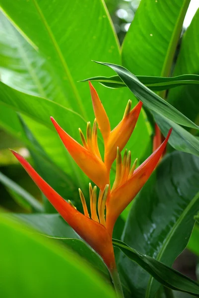 Blume in Costa Rica — Stockfoto