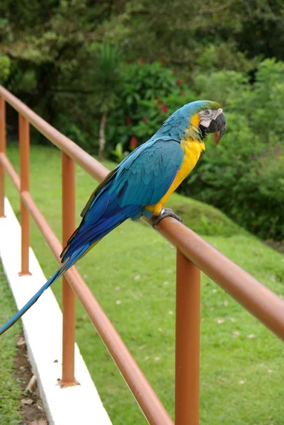 Parrot in Costa Rica — Stock Photo, Image