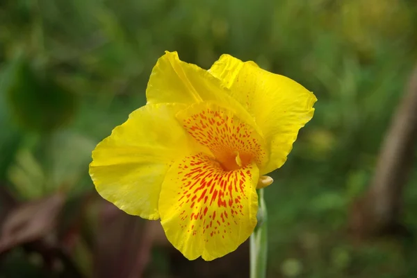 Flor em Nicarágua — Fotografia de Stock