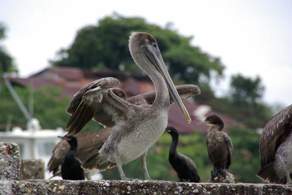 Pelican au Guatemala — Photo