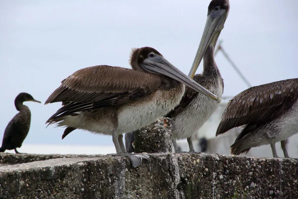 Pelican au Guatemala — Photo