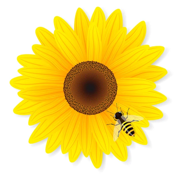 ヒマワリと蜂は、白い背景で隔離. — ストックベクタ