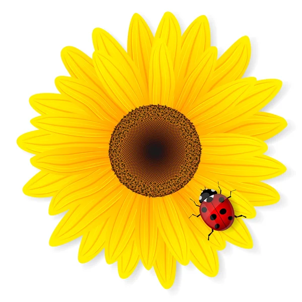 Ayçiçeği ve beyaz zemin üzerine ladybird.